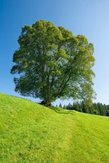 Large lime tree in Oberägeri, Canton Zug, Switzerland, Europe