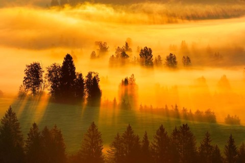 Fog and forest at the Rothenthurm high moor, Canton Schwyz, Switzerland, Europe
