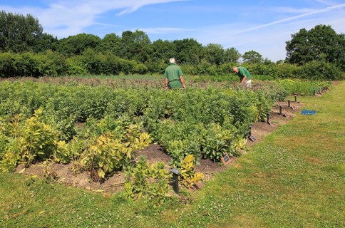 Volunteer workers in the vegetable garden, Sissinghurst castle gardens, Kent, England, UK