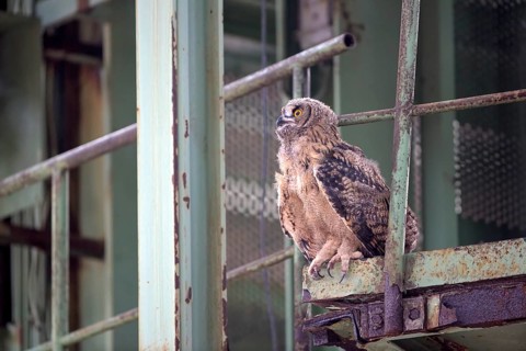 Eurasian eagle-owl (Bubo bubo), fledgling, in an industrial building, Ewald colliery, Herten, Ruhr