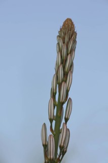 Spike with buds of the small-fruited affodil (Asphodelus aestivus), detail, cropped image, affodil,