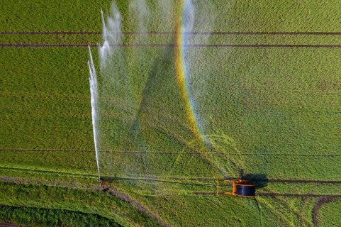 Irrigation of a wheat field on the Lower Rhine, with a mobile irrigation machine, large-area