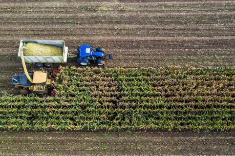 Maize harvest, combine harvester, chopper works its way through a maize field, the silage is pumped