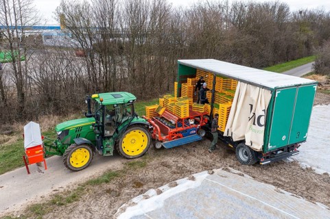 Lettuce plants are planted with a planting machine, loading the planting machine, agriculture,
