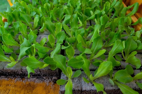 Lettuce plants, in press pots, they are planted in a field with a planting machine, agriculture,