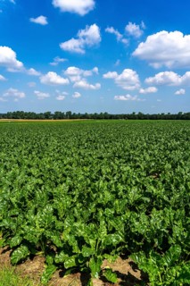 Agriculture, field, field with sugar beet, early growth stage, vigorous growth, near Issum, North