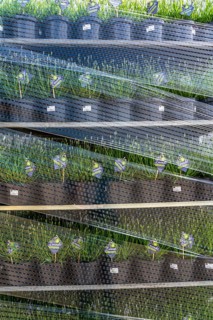 Horticultural company, lavender plants, in flower pots, outdoors, are packed for transport to the