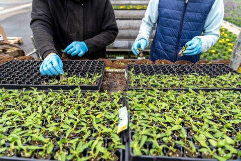 Horticultural business, greenhouse, young plants are potted, the potting soil is filled into the