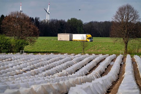 Asparagus fields, asparagus stems under foil, for faster growth, near Kirchhellen, district of