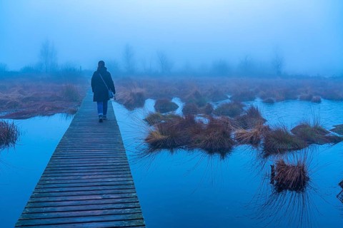The High Fens nature park Park, in the German-Belgian border region near Eupen, winter, fog, wooden
