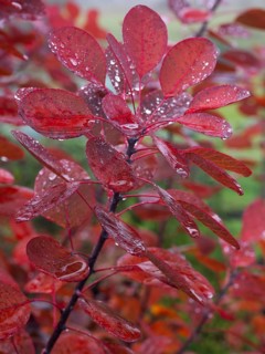 Smoke Tree (cotinus coggygria), leaves in autumn colour, covered with water droplets, Hessen,