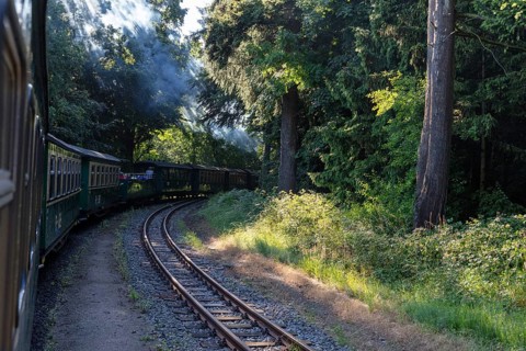 A train travels through a densely overgrown forest on curved tracks under bright sunlight, Rügen,