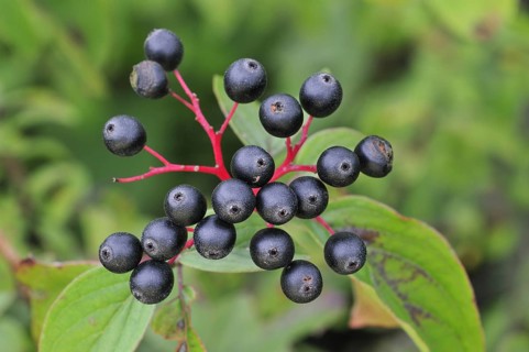 Close up of Common, European dogwood leaves and berries (Cornus sanguinea), Belgium, Europe