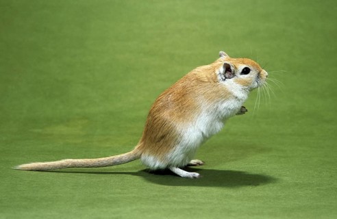 Pet Mongolian gerbil (Meriones unguiculatus) standing up