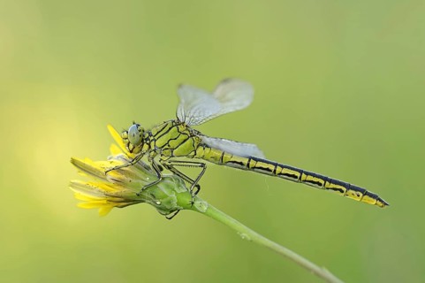 Western clubtail (Gomphus pulchellus), female, Provence, southern France