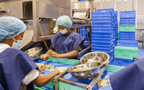 KAJU, cashew factory. Sorting and selecting cashew nuts in a factory near Cotonou in Benin,