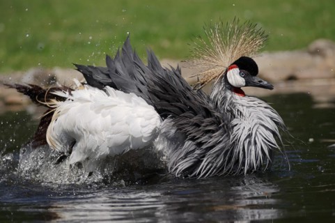 Gray crowned-crane (Balearica regulorum) bathing in water, captive, occurrence in Africa
