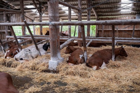 Cows resting in an open stable on straw on an organic farm, North Rhine-Westphalia, D-Germany