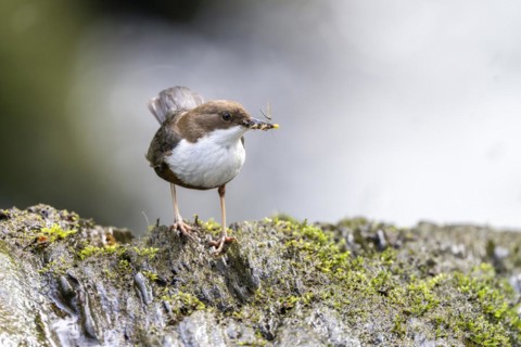 White-throated Dipper (Cinclus cinclus), at a torrent with prey in its beak, Rhineland-Palatinate,