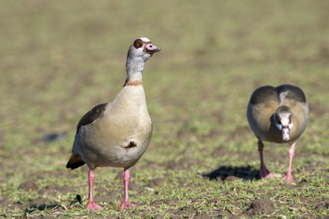 Egyptian goose (Alopochen aegyptiaca), two adult birds, pair, Wesel, Lower Rhine, North