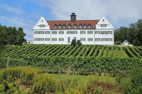 Baroque Hersberg Castle with vineyards, Immenstaad, Obersee, Lake Constance, Lake Constance region,