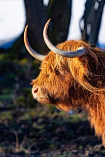 Close-up of a Highland cow's head with imposing horns and rough fur, Seewald, Black Forest. Germany