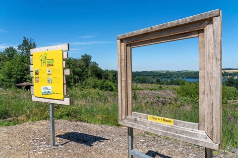 Reforestation in the Arnsberg forest above the Möhnesee, Soest district, citizens' forest project,
