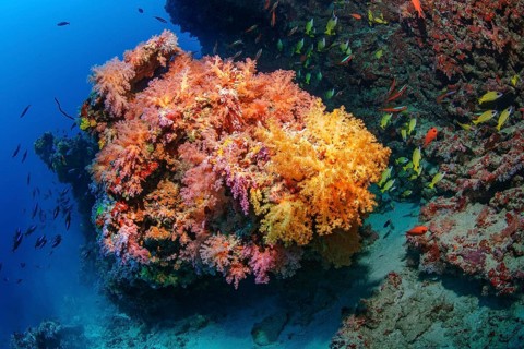 Large coral block of hard corals is overgrown by several colonies of strains of colourful soft
