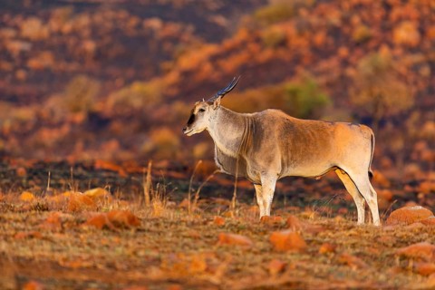 Elantilope, Eland, Taurotragus oryx, Antelope, antelope, Suikerbosrand Nature Reserve,
