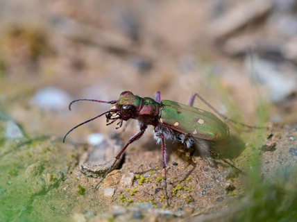 Green tiger beetle (Cicindela campestris), field sandpiper, field sand beetle, beetle, insect,