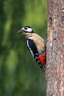 Great spotted woodpecker, greater spotted woodpecker (Dendrocopos major) female foraging on tree