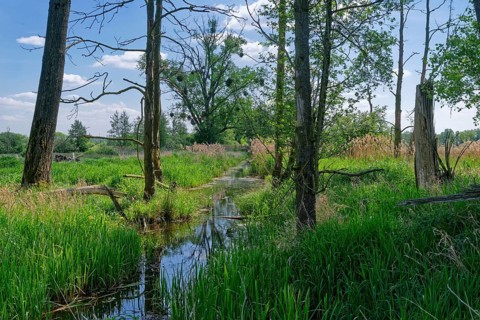 Landscape in the Ohre wetland with bushes and trees, including mistletoe, in the UNESCO Drömling