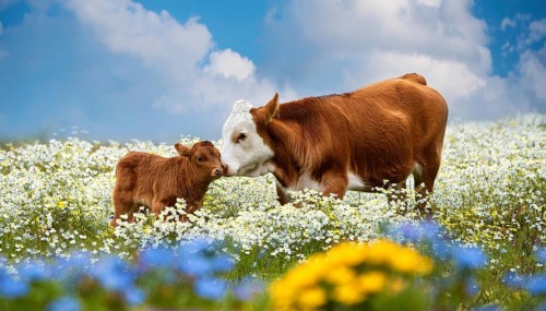 A brown cow and a calf, studio, AI generated
