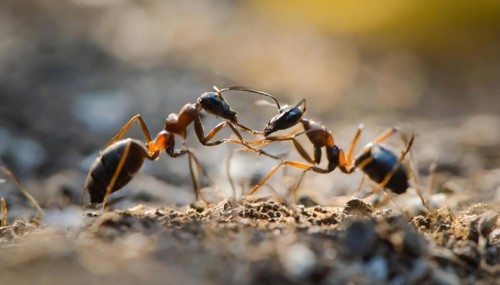Animals, symbol, close-up of two ants, AI-generated, AI generated
