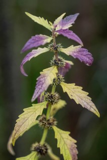 Wolfsbane (Lycopus europaea), Emsland, Lower Saxony, Germany, Europe