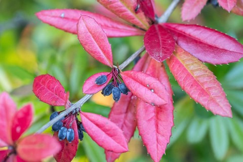 Large-leaved barberry (Berberis julianae), autumn foliage, Speyer, Rhineland-Palatinate, Germany,