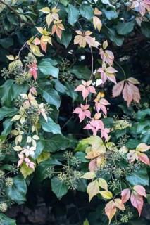 Wild Vine (Parthenocissus quinquefolia) in autumn leaves in front of ivy (Hedera helix), Speyer,
