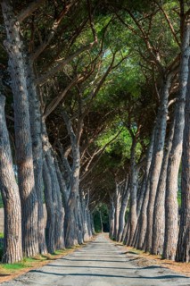 Pine avenue, road, path, avenue, pine tree (Pinus pinea), empty, nobody, idyllic, idyllic, travel,