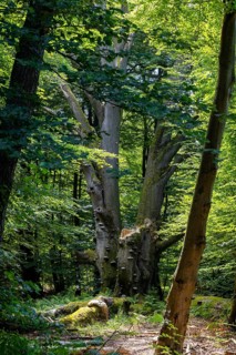 The Sababurg primeval forest, also known as the Reinhardswald primeval forest, is a nature and
