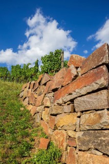 Dry stone walls in the vineyard, Radebeul vineyards, Radebeul, Saxony, Germany, Europe