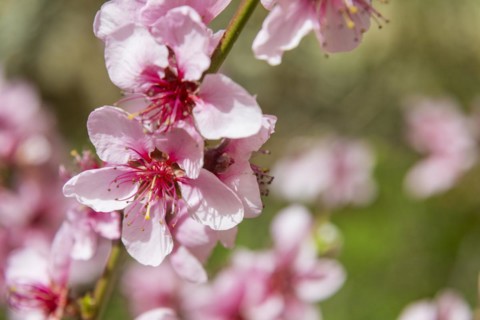 Peach blossoms about 3 weeks earlier this year, Rippien, Saxony, Germany, Europe