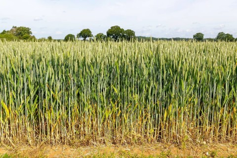 Side view of green wheat crop growing in arable field, Sutton, Suffolk, England, UK