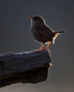 Wren (Troglodytes troglodytes) Snow king, blue hour, singing, mating, third smallest bird in
