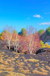 Birch trees (Betula aetnensis) sprouting and coming out of volcanic ground, Etna, Sicily, Italy,