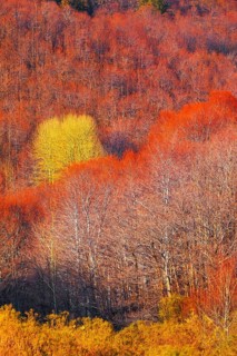 Etna National Park forest, Etna, Sicily, Italy, Europe