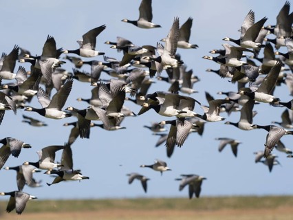 Barnacle Geese (Branta leucopsis), migratory skein in flight, Island of Texel, Holland