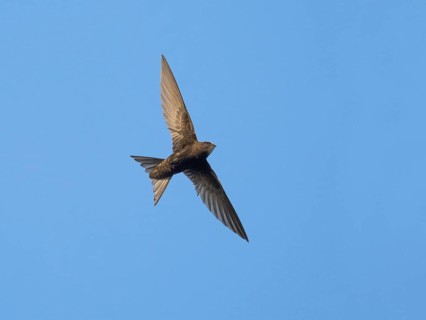 Common swift (Apus apus), adult bird in flight, against a blue sky, Hesse, Germany, Europe
