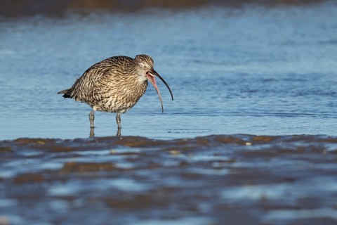 Eurasian curlew (Numenius arquata) adult bird feeding on a coastline, Norfolk, England, United