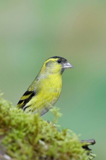 Siskin (Carduelis spinus), male sitting on moss, mossy ground, Wilnsdorf, North Rhine-Westphalia,