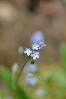 Field forget-me-not, Field forget-me-not (Myosotis arvensis), flowers, on a wild field, macro